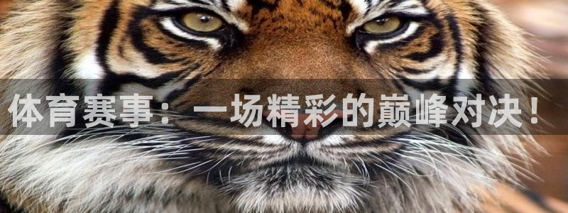 体育赛事：一场精彩的巅峰对决！